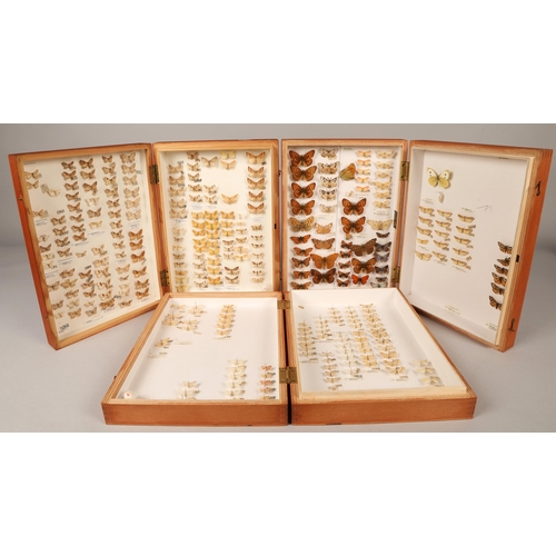 272 - Three wooden cases of preserved, pinned moths