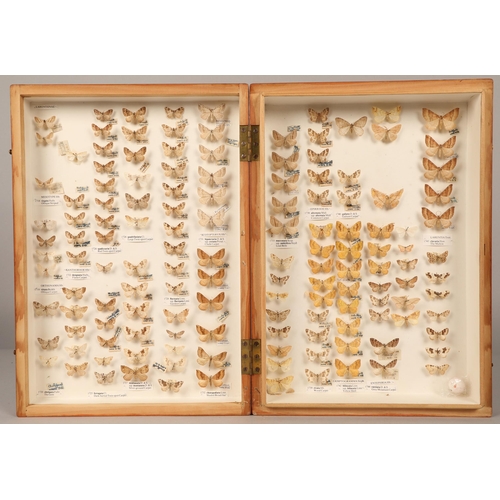 272 - Three wooden cases of preserved, pinned moths