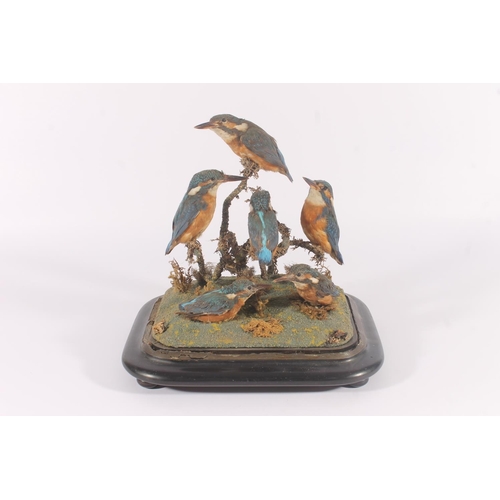 287 - Taxidermy; A late Victorian family group of common Kingfishers (Alcedo Atthis), set on twisted mossy... 