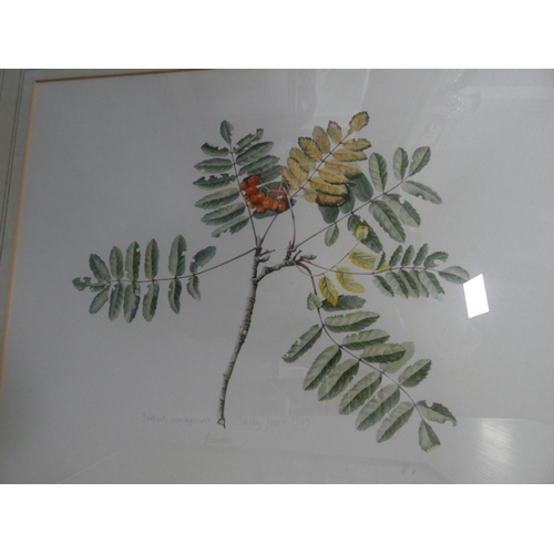 167 - Botanical print by Sally Jones and another by the same hand, and two others indistinctly signed.  (4... 