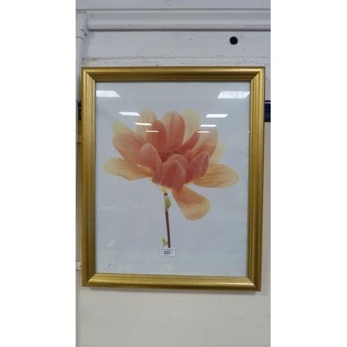 233 - Two modern prints of floral subjects to include 'Christmas Rose' by Alan Newham and 'Pink Dahlia'.&n... 