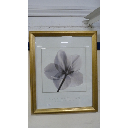 233 - Two modern prints of floral subjects to include 'Christmas Rose' by Alan Newham and 'Pink Dahlia'.&n... 