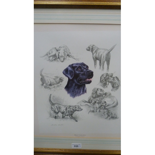 244 - Daphne Baxter'Black Labrador'Pencil signed print, a print 'The Cannon Shot', and two prints 'Ribbons... 