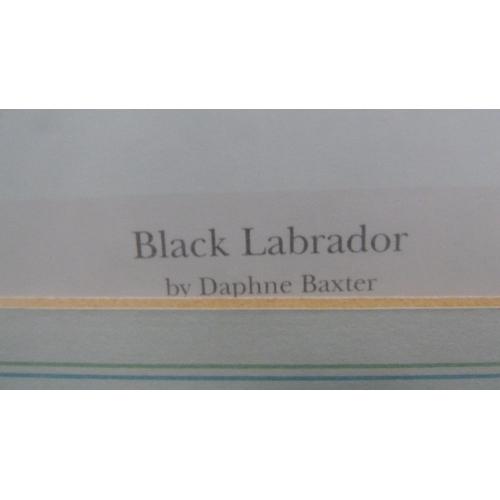 244 - Daphne Baxter'Black Labrador'Pencil signed print, a print 'The Cannon Shot', and two prints 'Ribbons... 