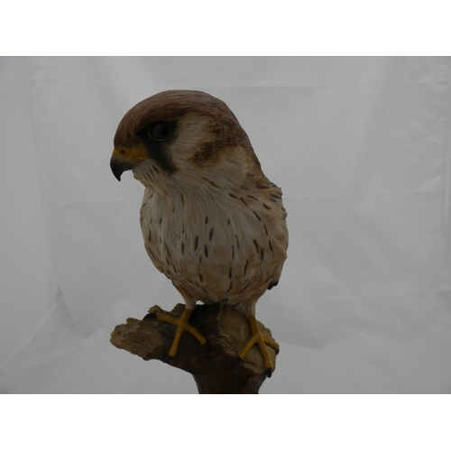 264 - Resin figure of a kestrel on a naturalistic stand and circular base.