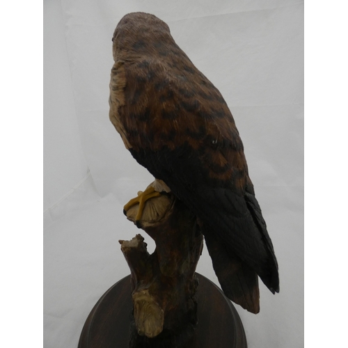 264 - Resin figure of a kestrel on a naturalistic stand and circular base.