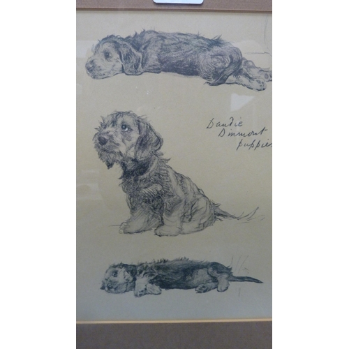 59 - Two prints of Dandy Dinmont puppies, one example after Lucy Dawson, both framed and glazed.  (2... 