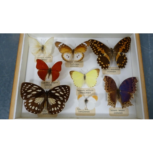 62 - Two taxidermy butterfly displays, framed and glazed, to include African, South American, Japanese, a... 