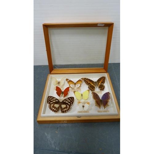 62 - Two taxidermy butterfly displays, framed and glazed, to include African, South American, Japanese, a... 