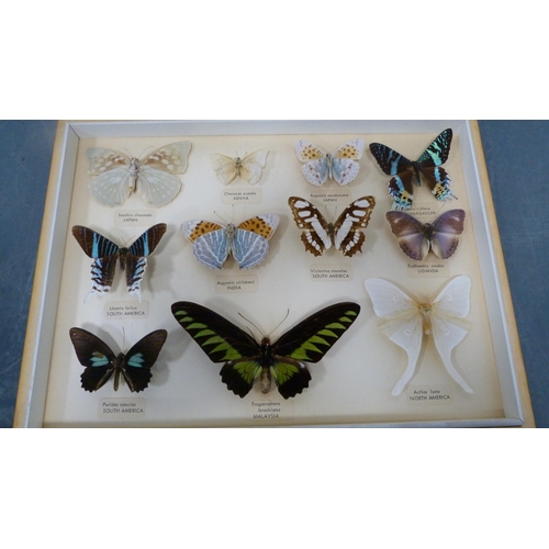 62 - Two taxidermy butterfly displays, framed and glazed, to include African, South American, Japanese, a... 