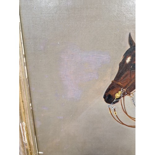 460 - J ClarkSaddled cob in a stableframed oil on canvas49.5cm x 59.5cm