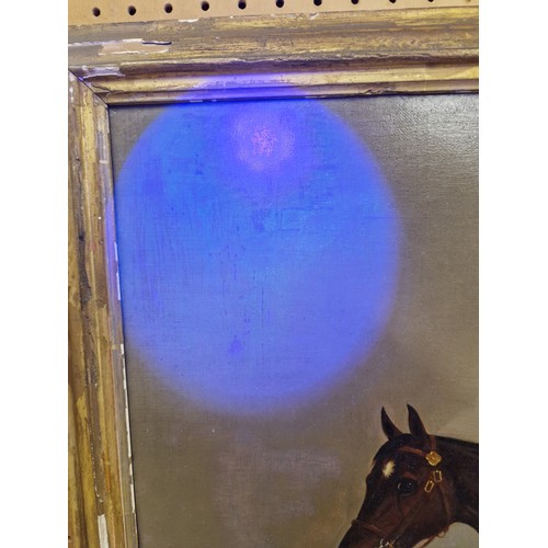 460 - J ClarkSaddled cob in a stableframed oil on canvas49.5cm x 59.5cm