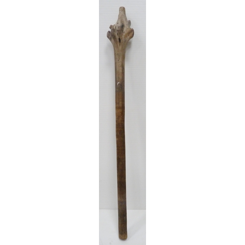 351 - Tribal Interest Rootwood fighting club, origin Fiji, with naturalistic gnarled top, tubular shaft an... 