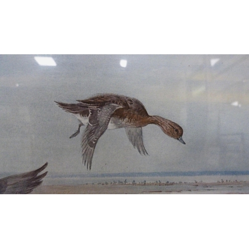 426 - Archibald Thorburn (Scottish, 1860 - 1935)Flying WigeonPencil signed artist's proof colour print, fr... 