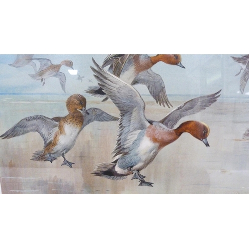 426 - Archibald Thorburn (Scottish, 1860 - 1935)Flying WigeonPencil signed artist's proof colour print, fr... 