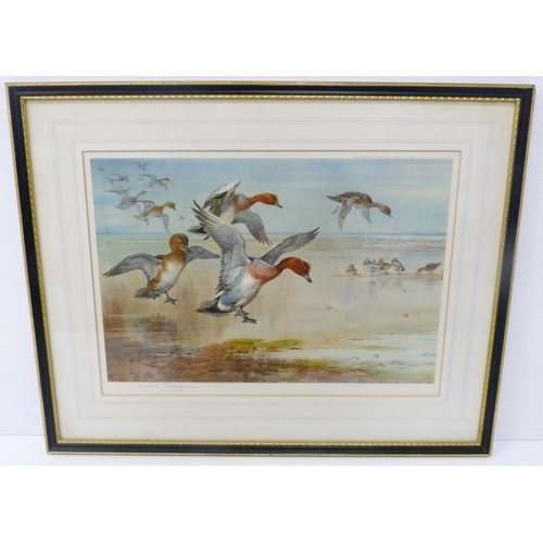 426 - Archibald Thorburn (Scottish, 1860 - 1935)Flying WigeonPencil signed artist's proof colour print, fr... 