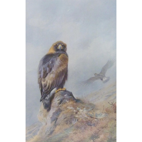 427 - Archibald Thorburn (Scottish, 1860 - 1935)Golden Eagle PerchedPencil signed colour print from the or... 