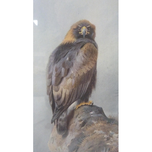 427 - Archibald Thorburn (Scottish, 1860 - 1935)Golden Eagle PerchedPencil signed colour print from the or... 