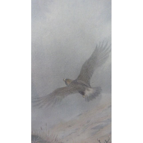 427 - Archibald Thorburn (Scottish, 1860 - 1935)Golden Eagle PerchedPencil signed colour print from the or... 