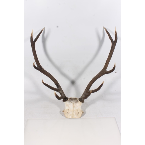 64 - Ten point stags horn antlers, H63cm.