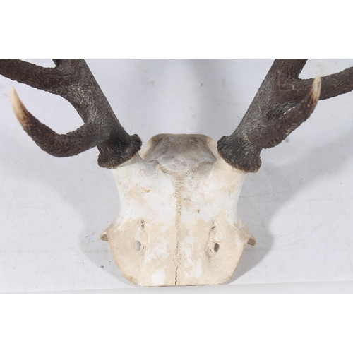 64 - Ten point stags horn antlers, H63cm.