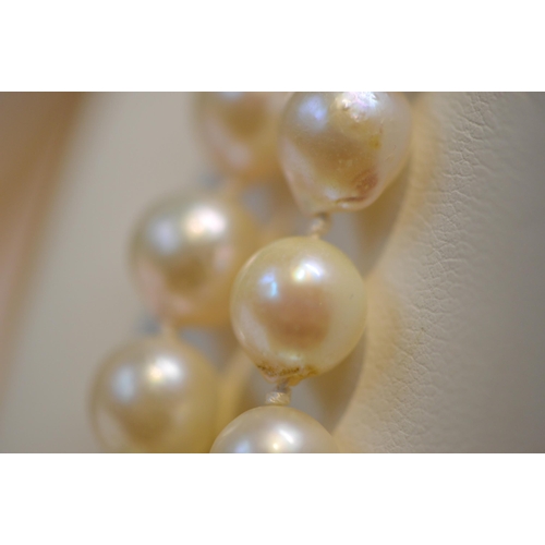 178 - Double-strand cultured pearl necklace, approximately seventy-five pearls in total, each measuring ap... 