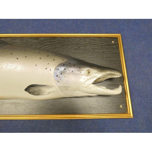 387 - Impressive framed painted plaster model of a salmon. 118.5cm x 39cm