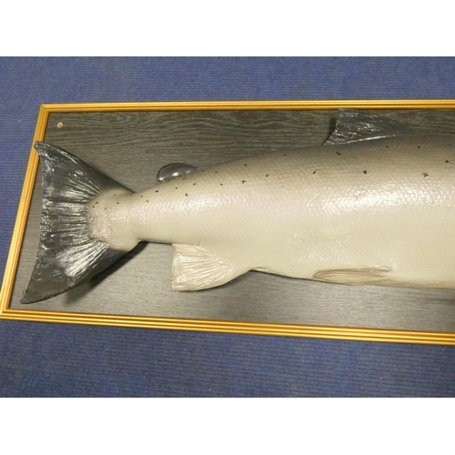 387 - Impressive framed painted plaster model of a salmon. 118.5cm x 39cm