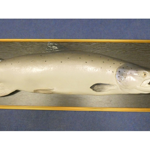 387 - Impressive framed painted plaster model of a salmon. 118.5cm x 39cm