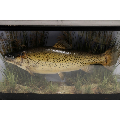 301 - Taxidermy; A Speckled Brown Trout, early 20th century, mounted with a naturalistic setting in a bow ... 