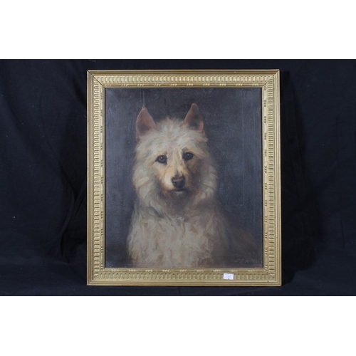 235 - 20TH CENTURY SCHOOL Portrait of a West Highland Terrier dog Oil painting on canvas, signed indistinc... 