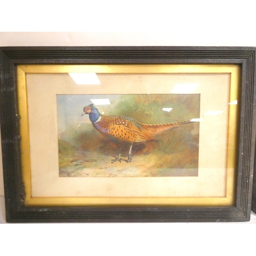 143 - THORBURN ARCHIBALD.  Pheasant & another. Two col. prints. 5