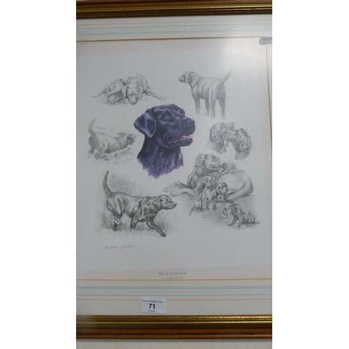 71 - Daphne Baxter'Black Labrador'Pencil signed print, a print 'The Cannon Shot', and two prints 'Ribbons... 