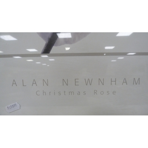 80 - Two modern prints of floral subjects to include 'Christmas Rose' by Alan Newham and 'Pink Dahlia'.&n... 