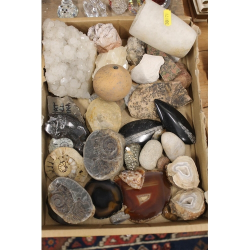 119 - Amonite fossils, other fossils and mineral samples.