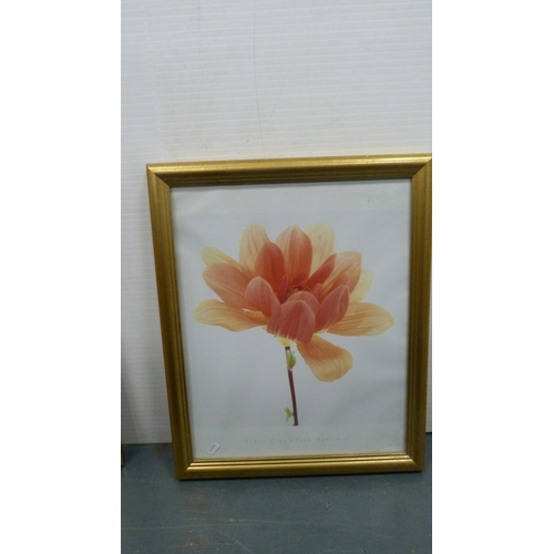 169 - Two modern prints of floral subjects to include 'Christmas Rose' by Alan Newham and 'Pink Dahlia'.&n... 