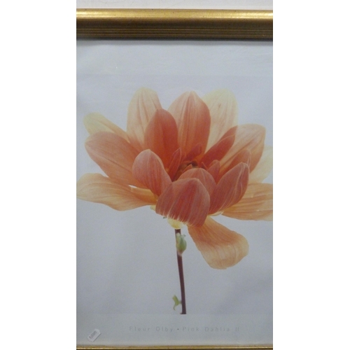 169 - Two modern prints of floral subjects to include 'Christmas Rose' by Alan Newham and 'Pink Dahlia'.&n... 