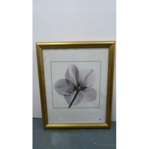 169 - Two modern prints of floral subjects to include 'Christmas Rose' by Alan Newham and 'Pink Dahlia'.&n... 