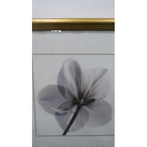 169 - Two modern prints of floral subjects to include 'Christmas Rose' by Alan Newham and 'Pink Dahlia'.&n... 