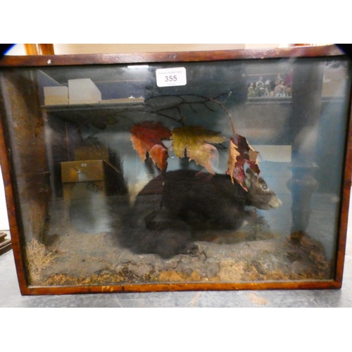 355 - Taxidermy black squirrel in glazed display case.