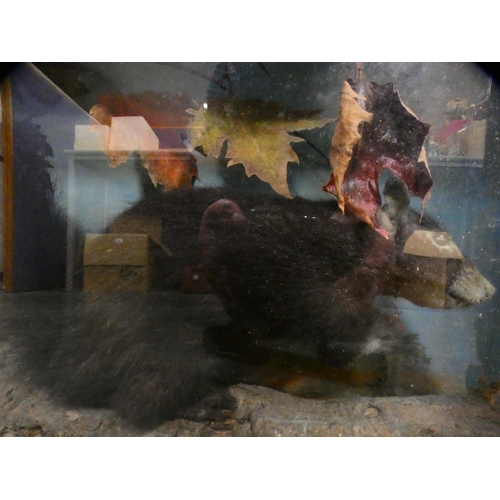 355 - Taxidermy black squirrel in glazed display case.