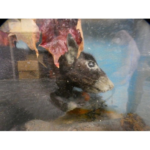 355 - Taxidermy black squirrel in glazed display case.