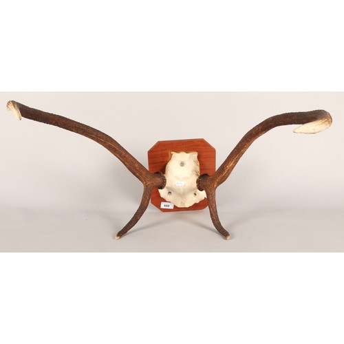 668 - Pair of antlers on wooden plaque