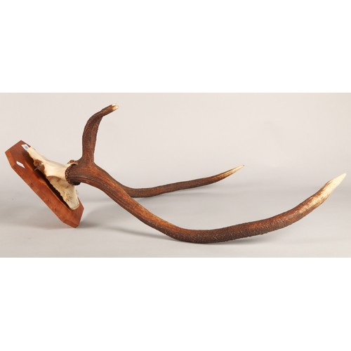 668 - Pair of antlers on wooden plaque