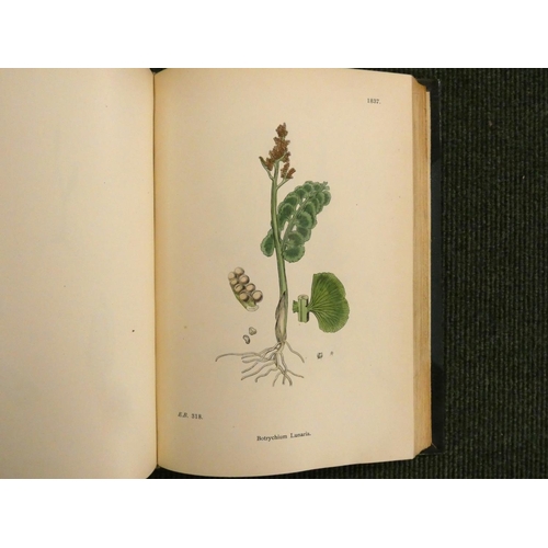 223 - SOWERBY J. E., & others.  English Botany or Coloured Figures of British Plants, edited by John T... 