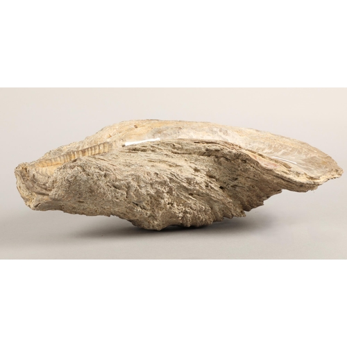 43 - Large fossil