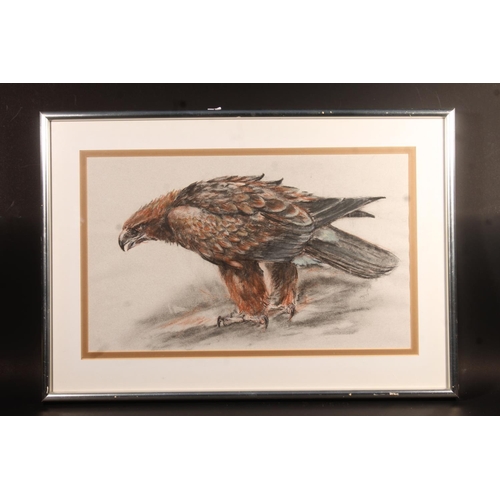 NORMAN ORR (Scottish 1924-1993) *ARR* Eagle Pastel and charcoal drawing ...