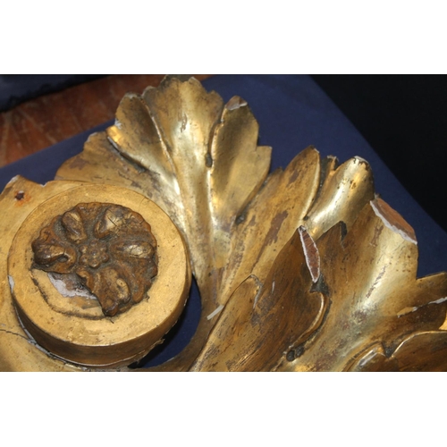 42 - Pair of late 19th century gesso gilt sprays in acanthus leaf form, 37cm high.