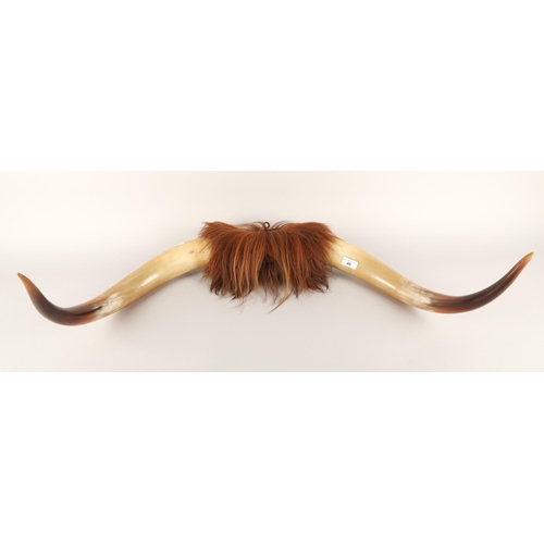 40 - Highland Cow mounted set of horns, 85cm width