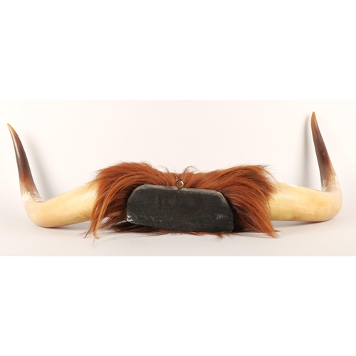 40 - Highland Cow mounted set of horns, 85cm width
